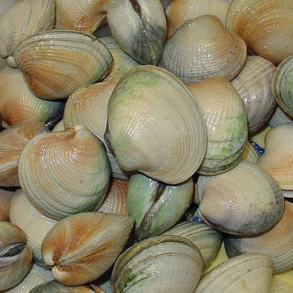 Frozen Cockles/blood Clams Huge Size 10-20pcs/kg Good Sale Seafood Shell Fish