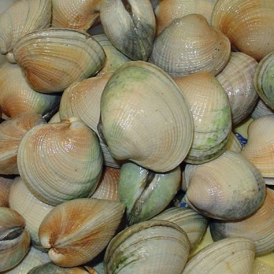 Frozen Cockles/blood Clams Huge Size 10-20pcs/kg Good Sale Seafood Shell Fish