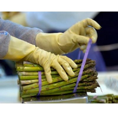 Fresh Asparagus / Frozen Asparagus for Sale